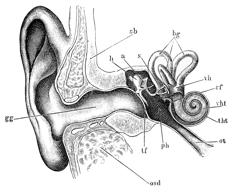 Hearing, sound and audio for immersion